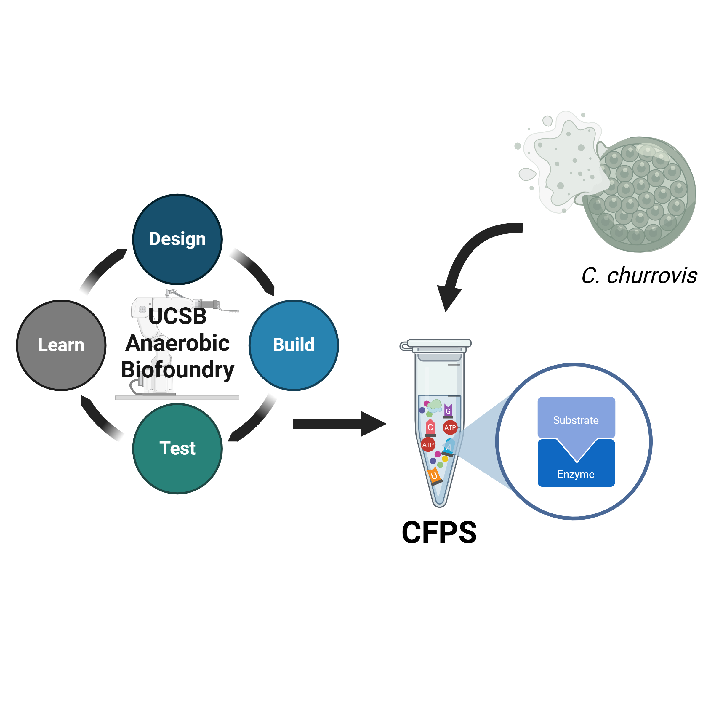 Anaerobic cell free protein synthesis pipeline for anaerobic gut fungi