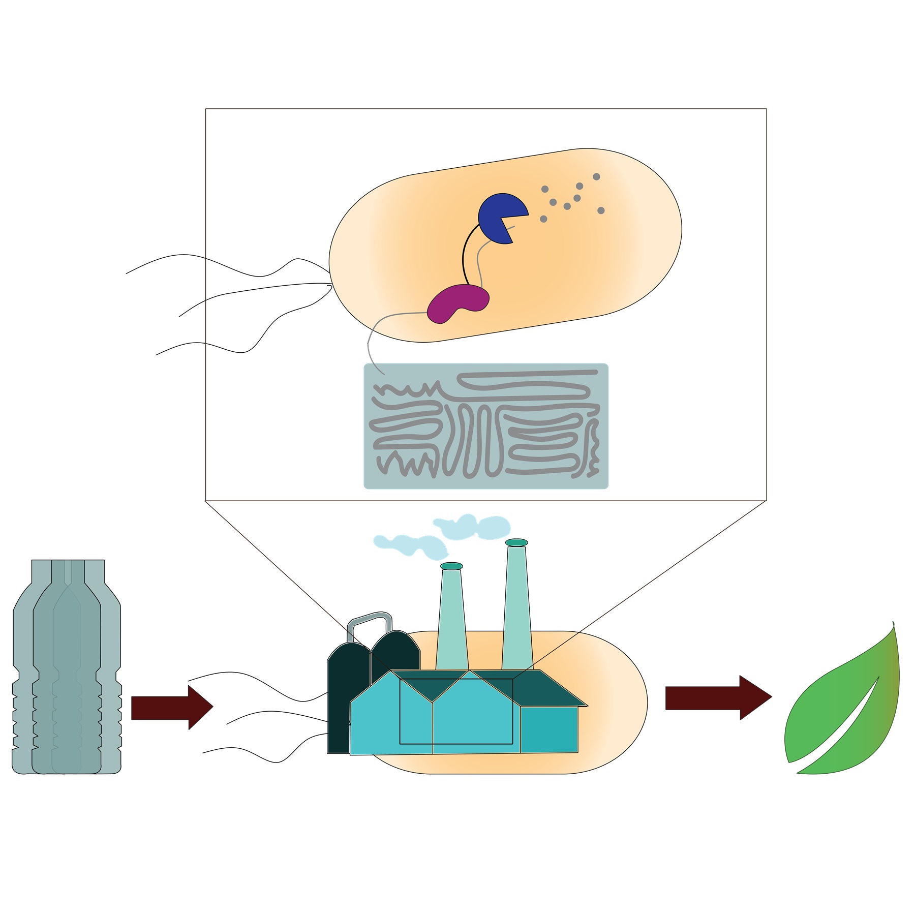 Microbial factory for the degradation of PET waste