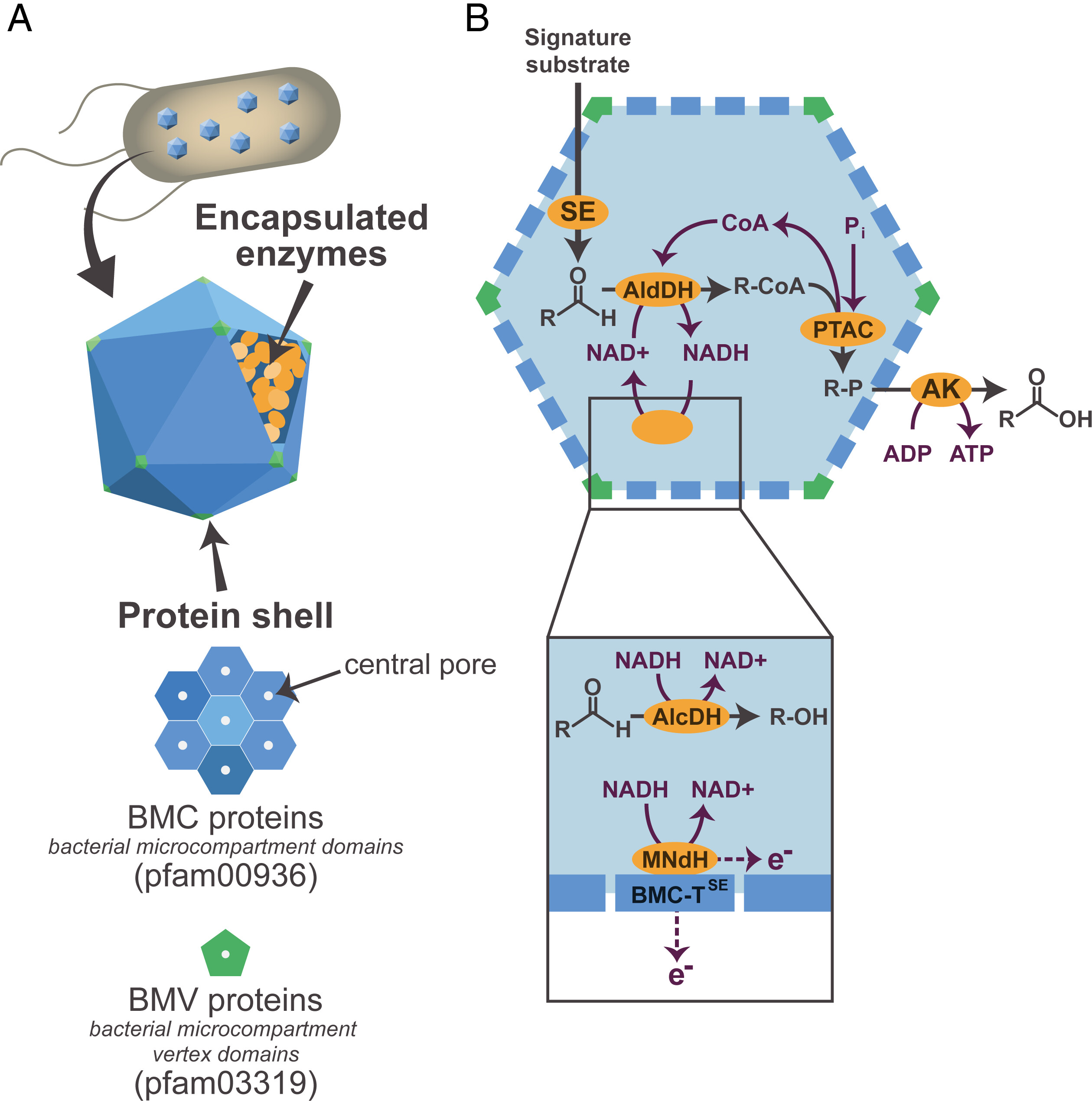 Graphical abstract of Mills, 2024 PNAS