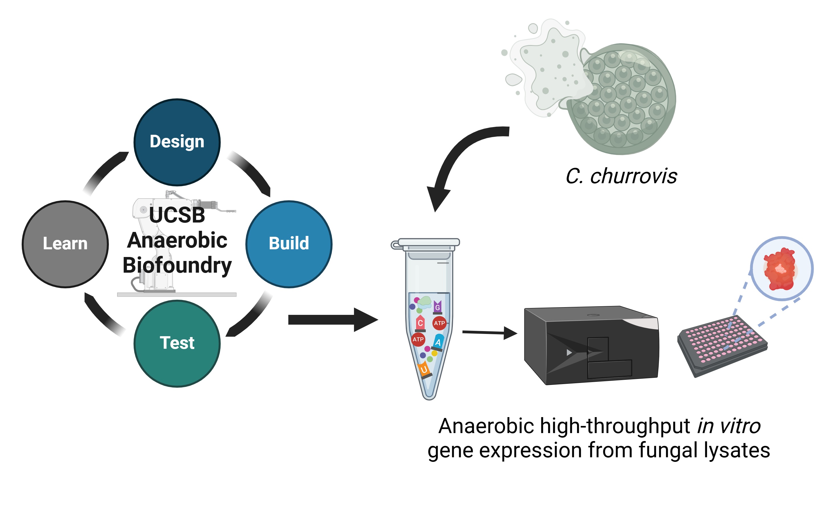 Schematic of the design and optimization of a cell-free protein synthesis platform utilizing anaerobic gut fungi