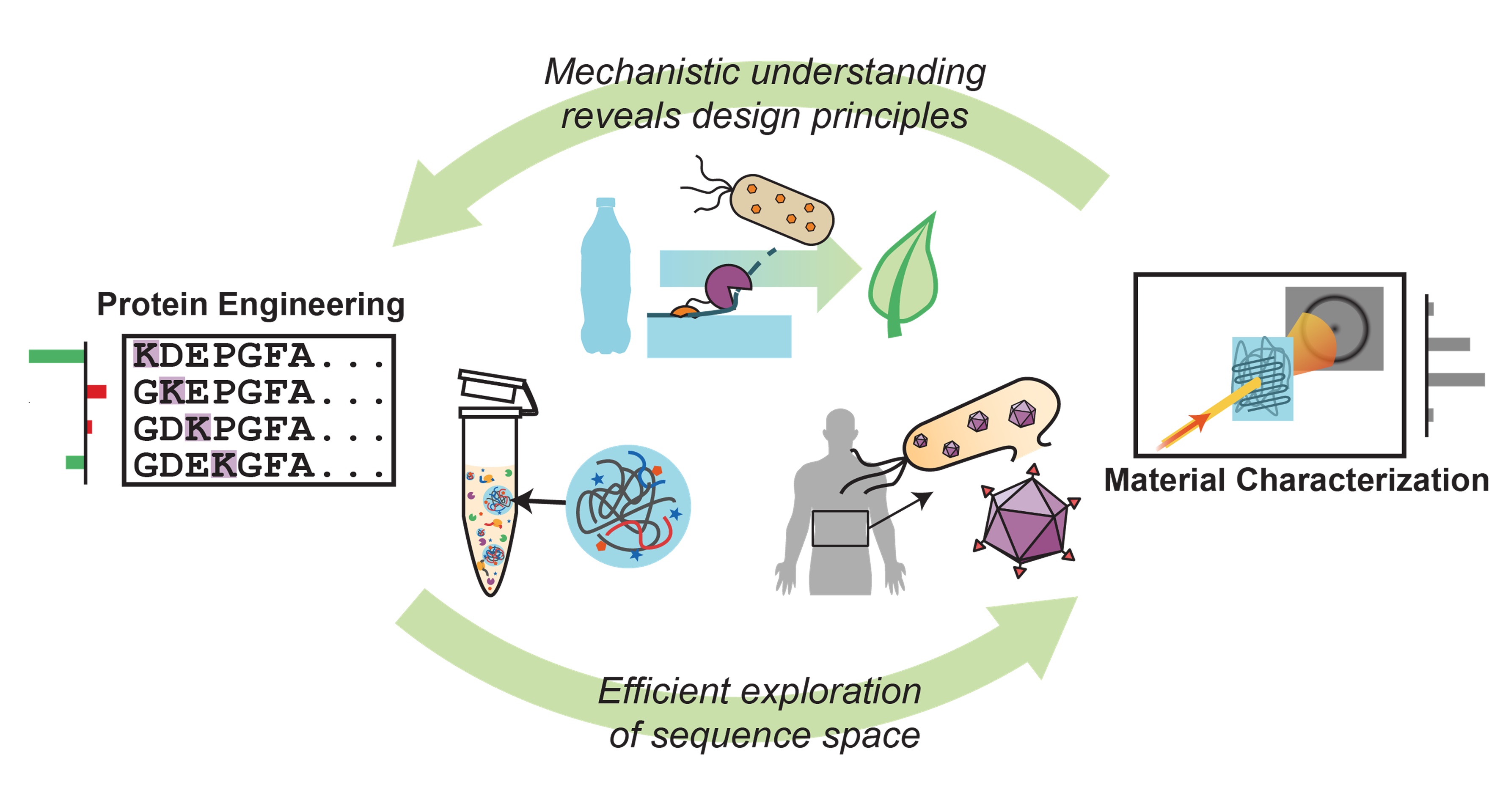 Mills lab research overview showing a workflow where we leverage a mechanistic understanding of spatial organization and efficiently explore sequence space to inform protein design protein and biomaterials.
