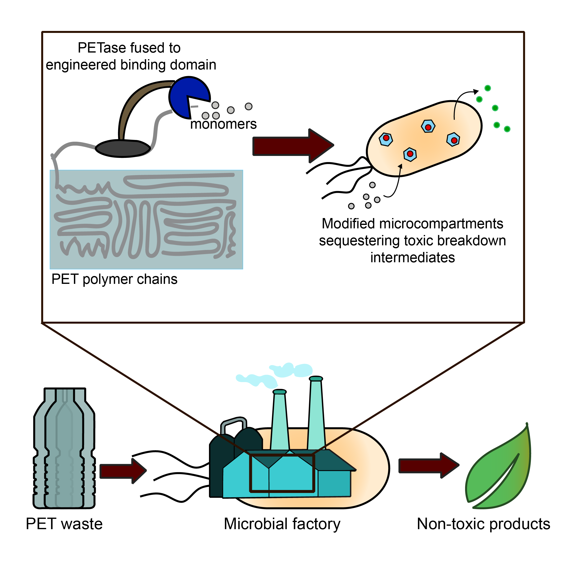 Engineering a microbial factory for PET degradation into non-toxic products.