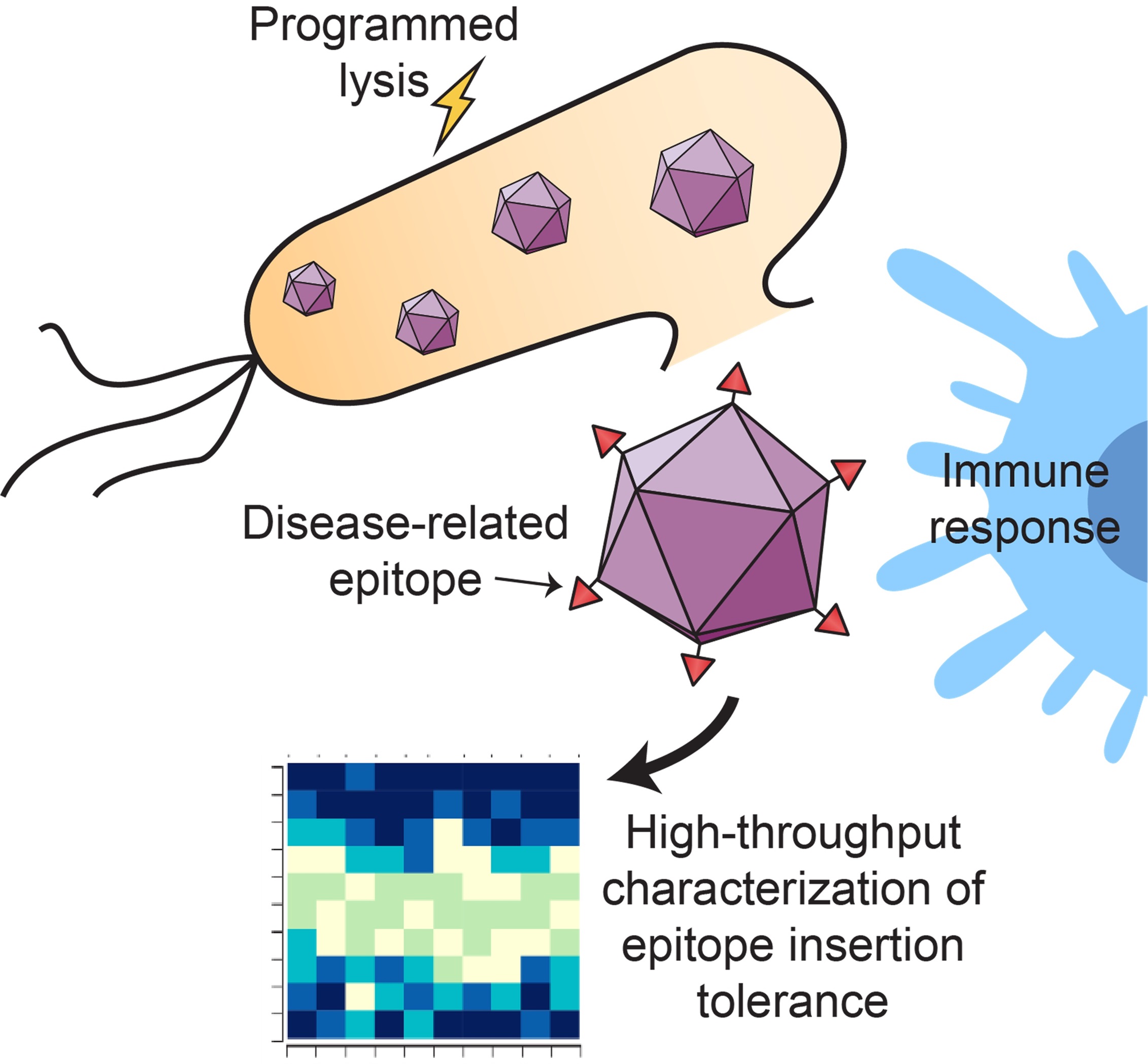 Schematic of low-cost oral vaccine delivery utilizing probiotic vehicles